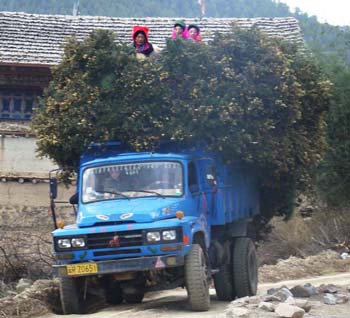 women riding on truck